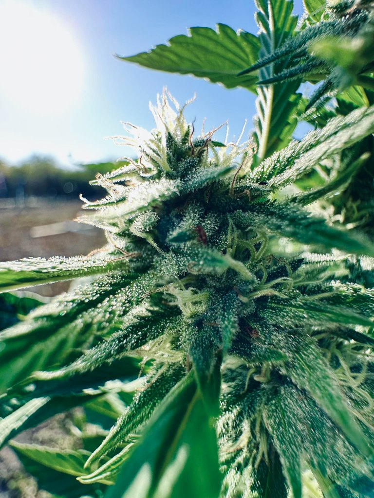 A cannabis plant in flower